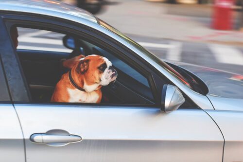 Pet na estrada