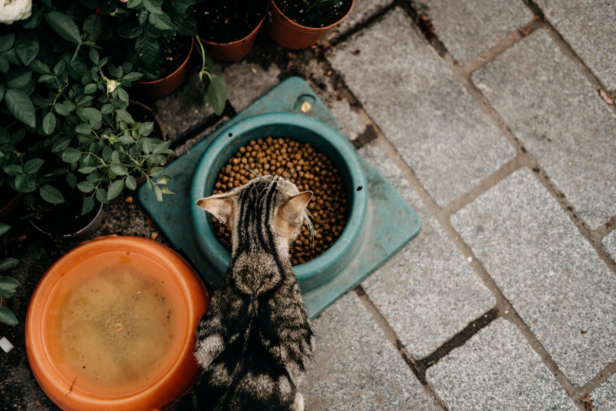 dieta do seu gato