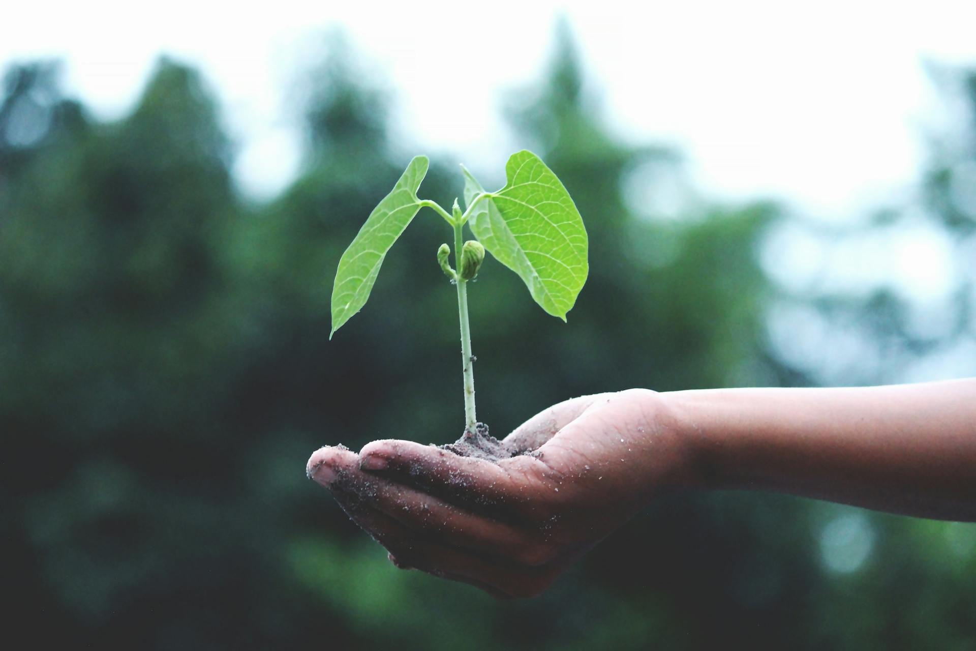 Desentupimento sustentável: Soluções ecológicas adotadas pelas desentupidoras de São Paulo