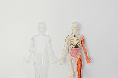 Curiosidades que você nunca ouviu sobre o corpo humano
