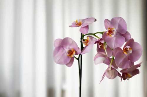 Orquídeas: como escolher a espécie ideal de acordo com o ambiente, estilo e cuidados necessários