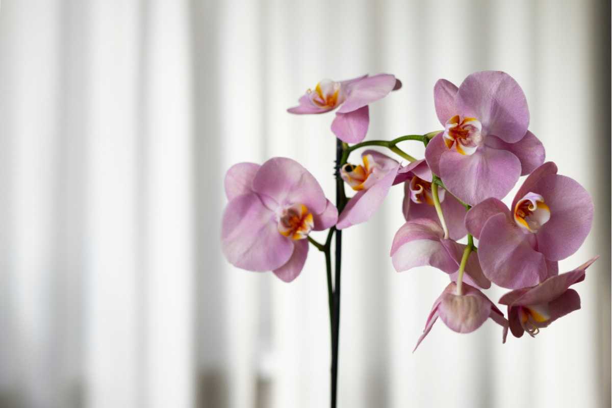 Orquídeas: como escolher a espécie ideal de acordo com o ambiente, estilo e cuidados necessários